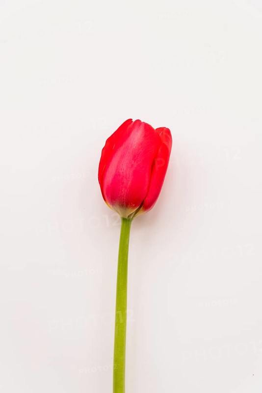 Flower bright scarlet tulip