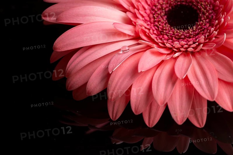 Close up gerbera petals pink shades