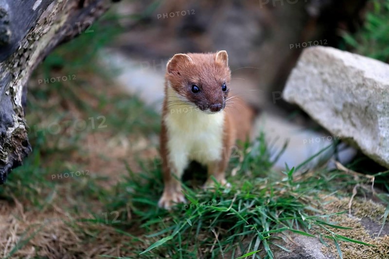 Ermine