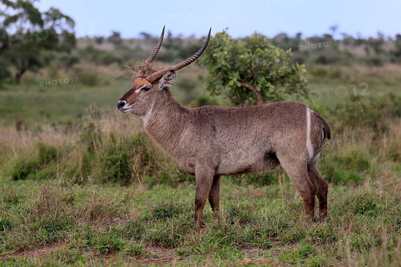 Ellipsen waterbuck
