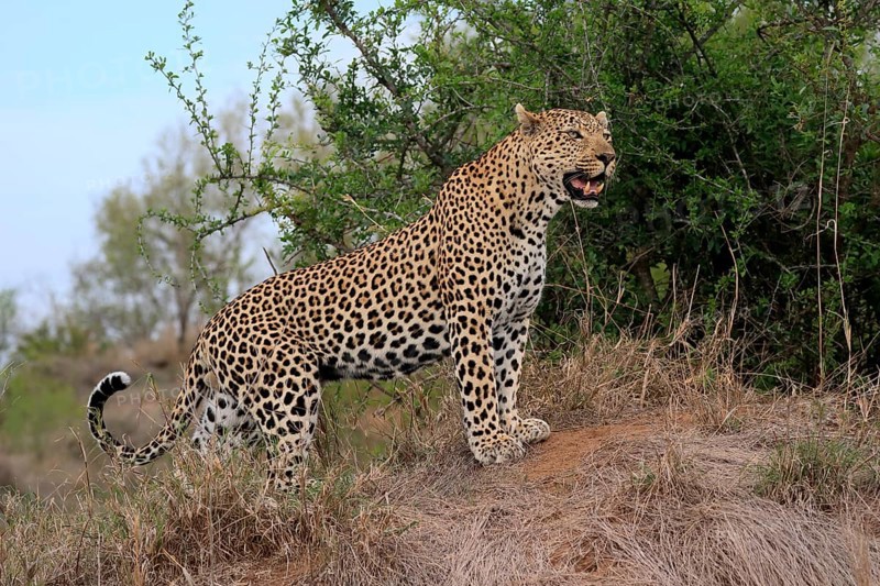 Leopard
