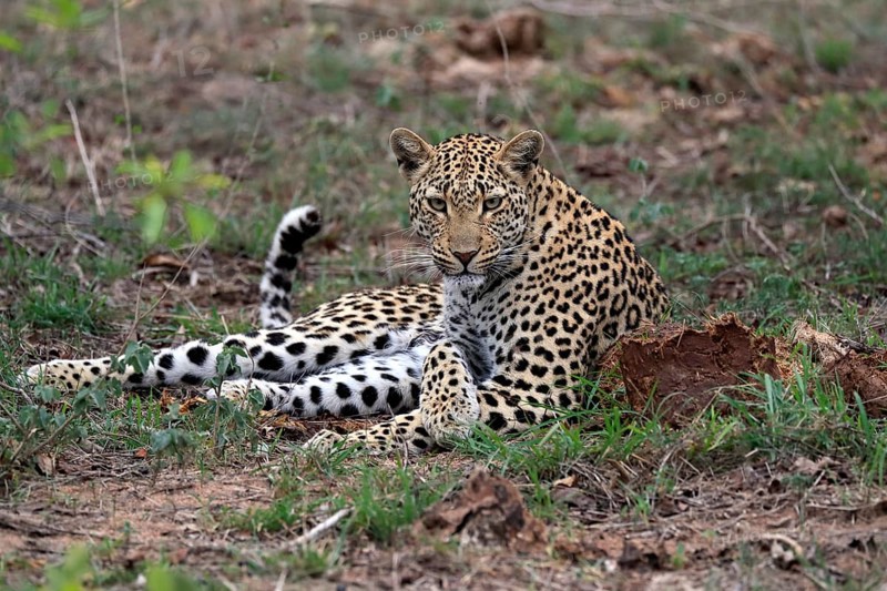 Leopard