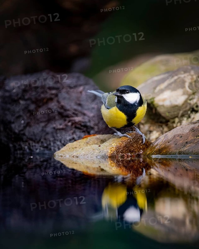 Great tit