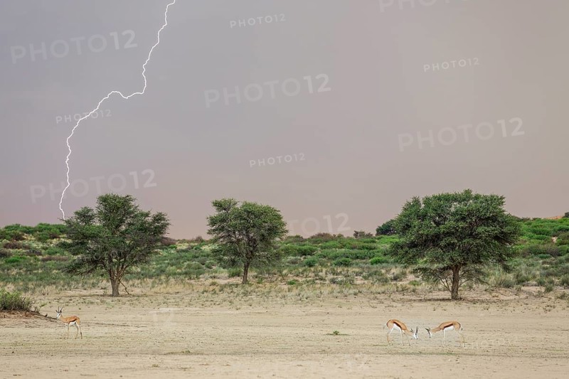 Springbok