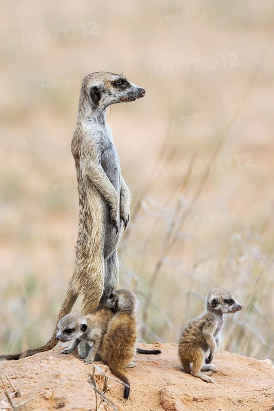 Suricate