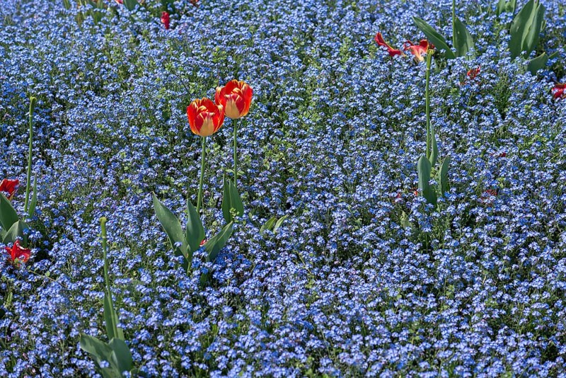 Flowering forget-me-nots