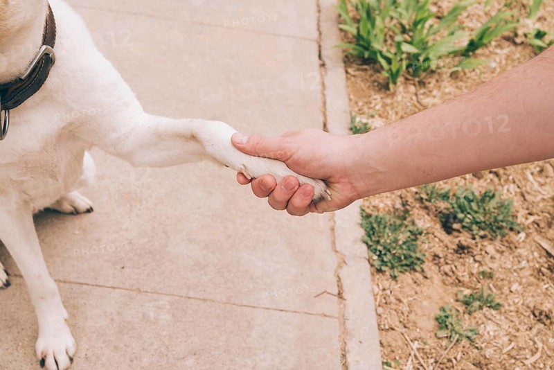Paw dog human hand