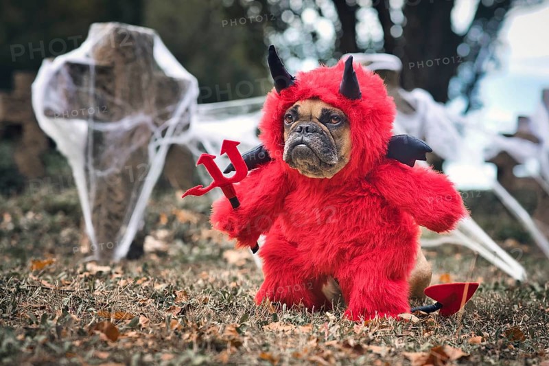Funny French Bulldog dog wearing red Halloween devil costume with fake arms holding pitchfork
