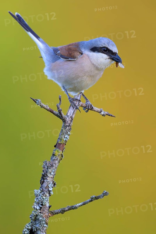 Red-backed Shrike