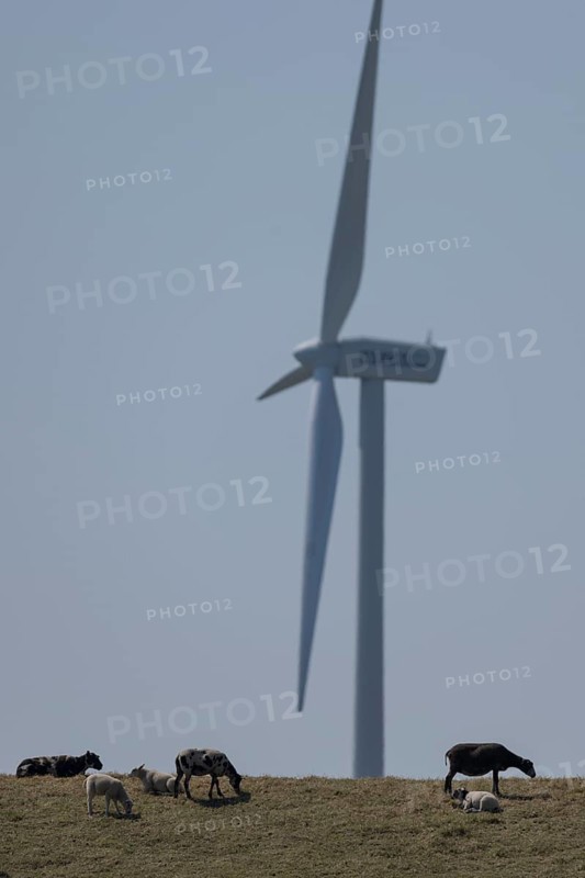 Sheep standing on a dike by the sea in front of a wind turbine for wind energy