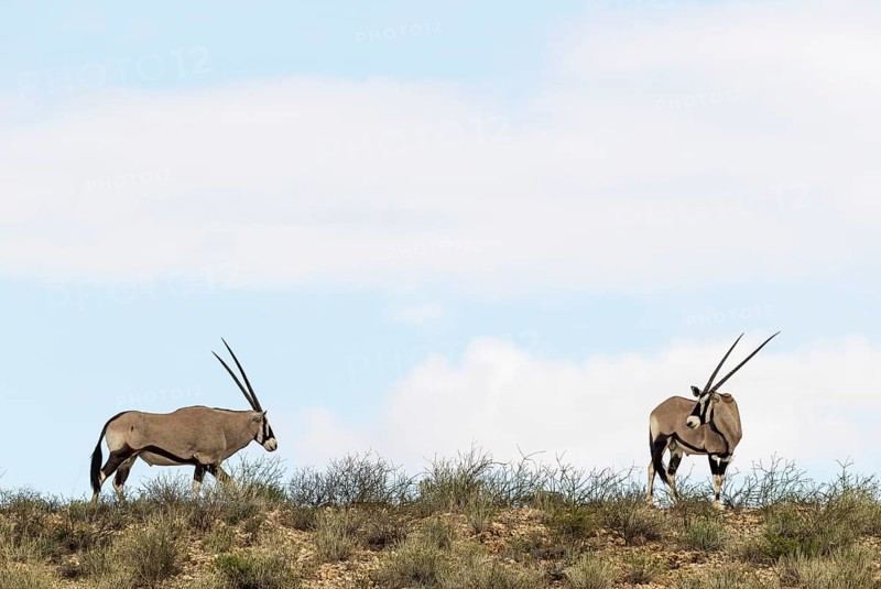 Gemsbok