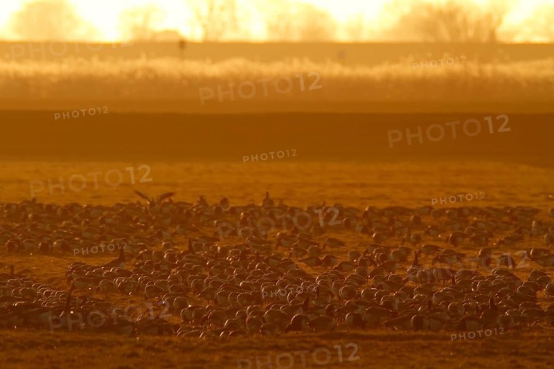 Barnacle Goose