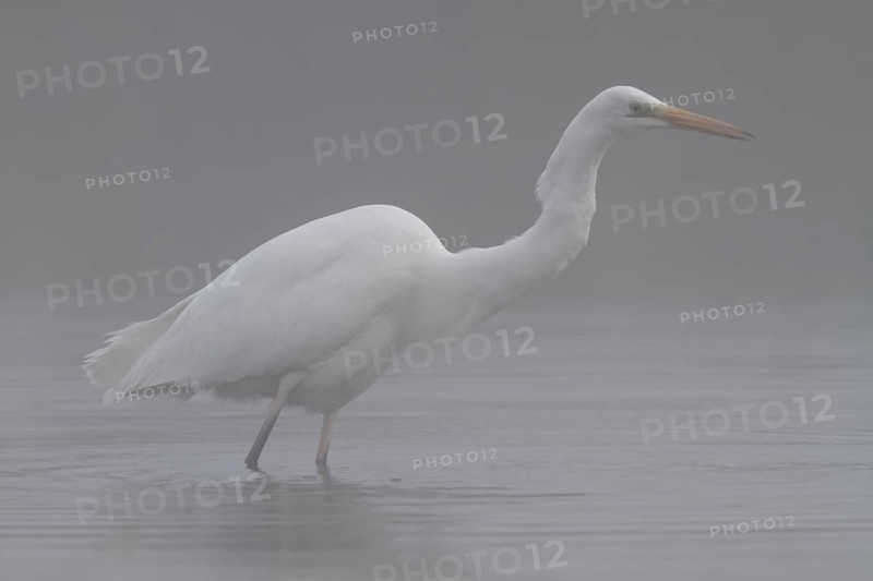 Great egret