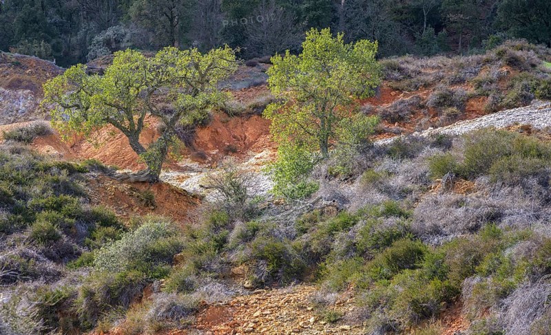 Cork oak in the midst of colourful rubble heaps