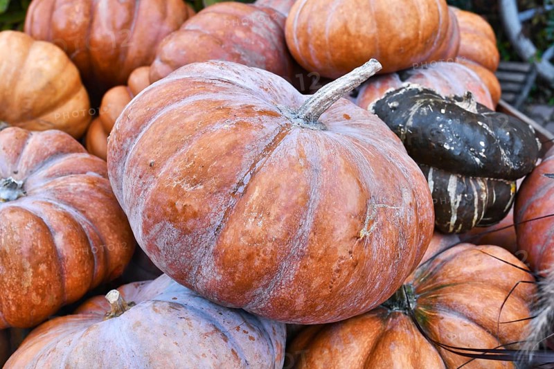 Orange 'Musquee de Provence' pumpkin. Also called Fairytale pumpkin