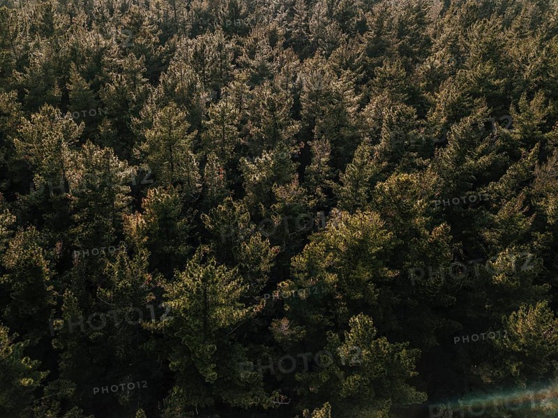 Elevated view coniferous forest