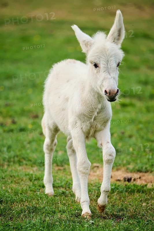 Donkey