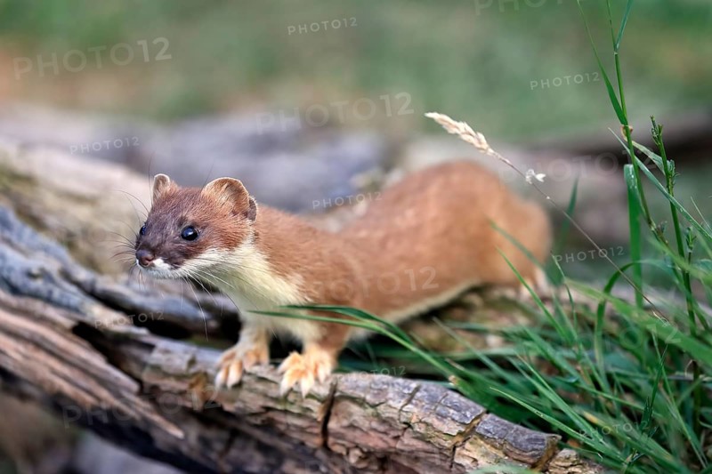 Ermine