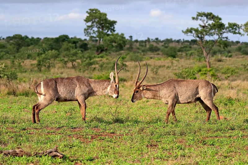 Ellipsen waterbuck