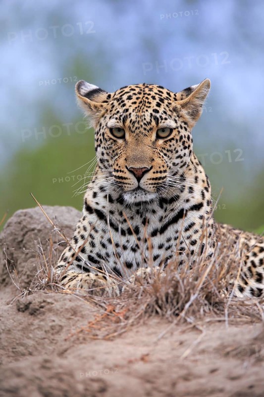 Leopard