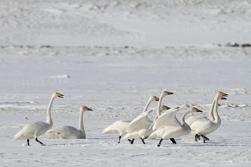 Whooper Swan