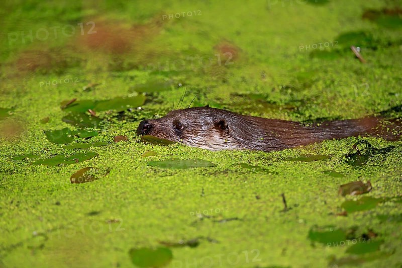 European otter