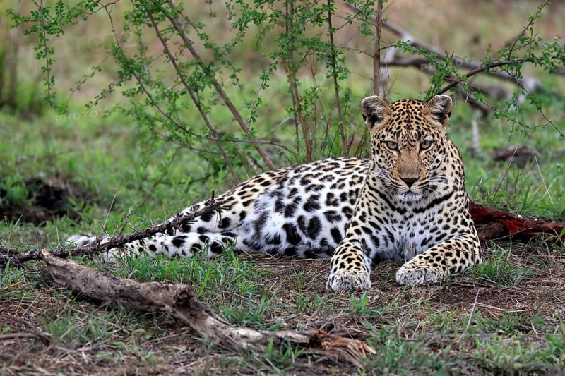 Leopard