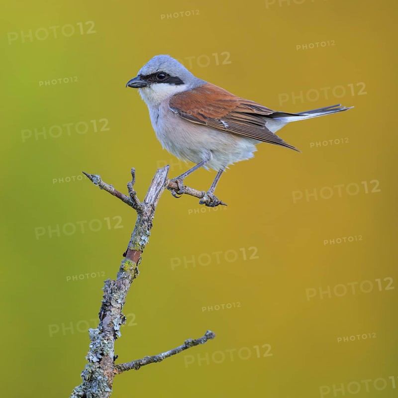 Red-backed Shrike
