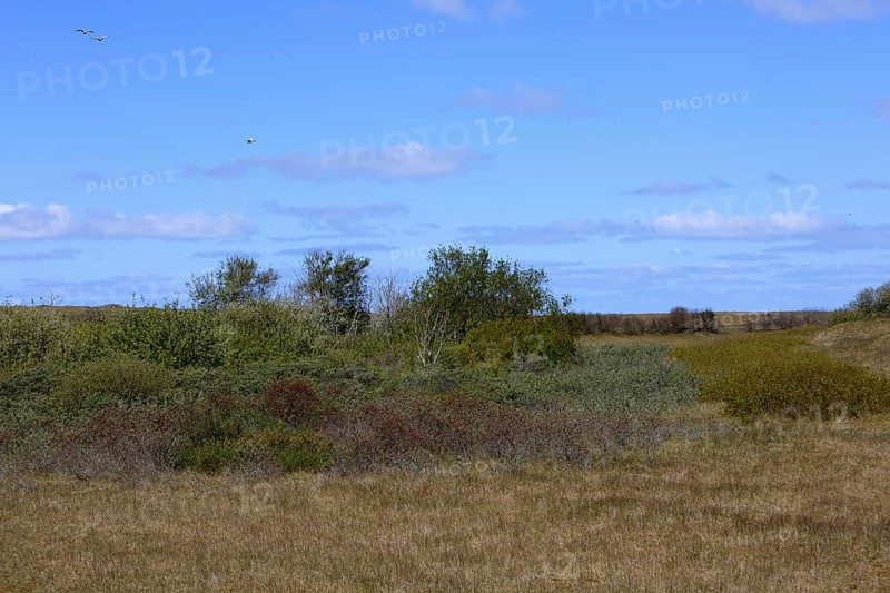 In the dunes of the island of Minsener Oog
