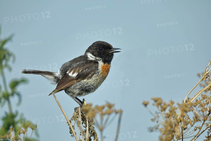 European stonechat