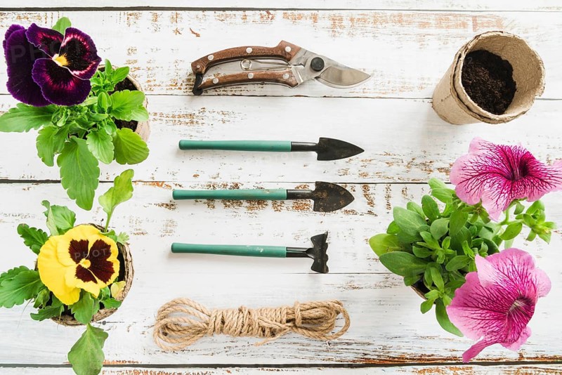Petunia pansy flowers with gardening tools peat pot rope wooden desk