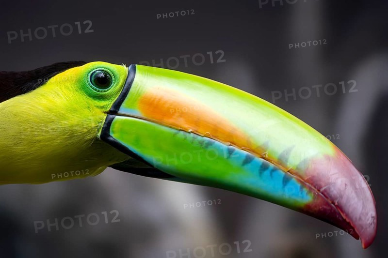 Keel-billed toucan