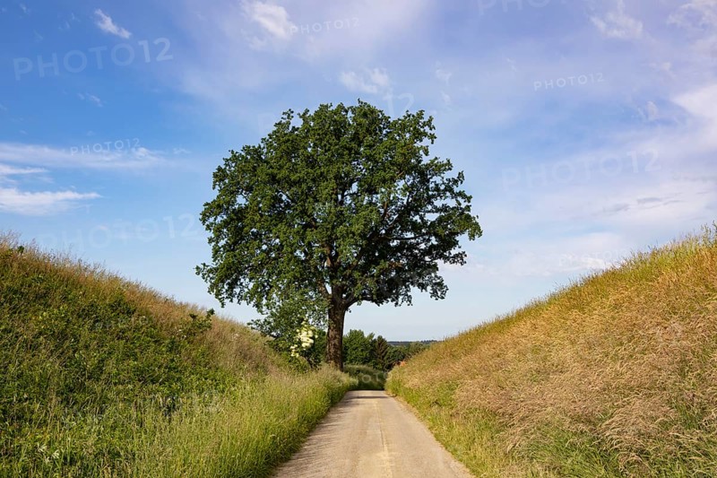 Field path with an old oak tree