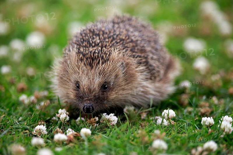 European hedgehog