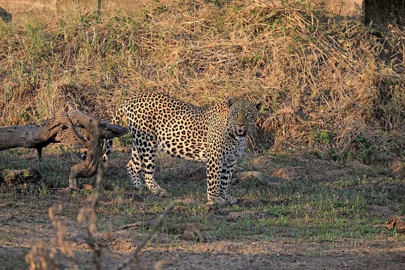 Leopard