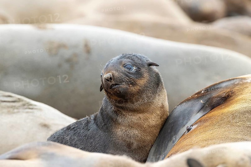Cape Fur Seal