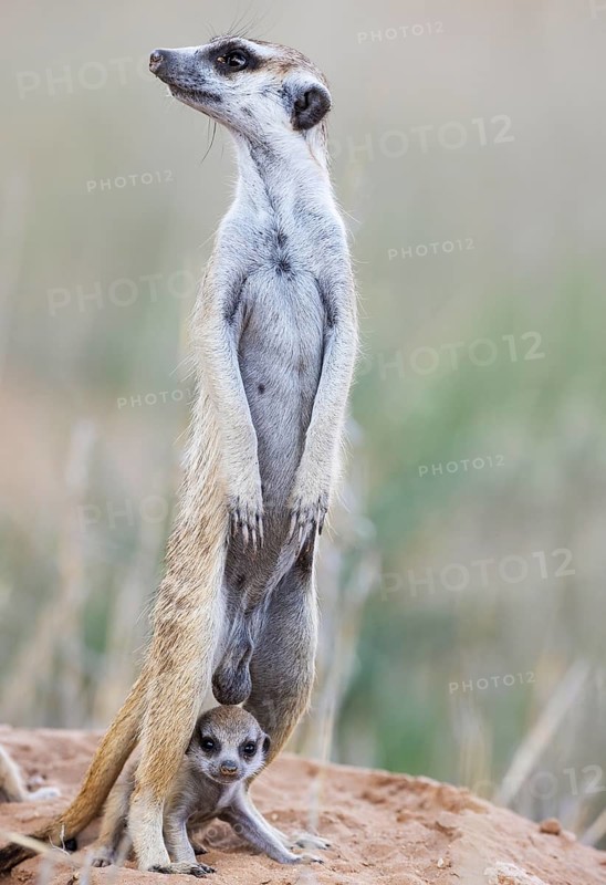 Suricate