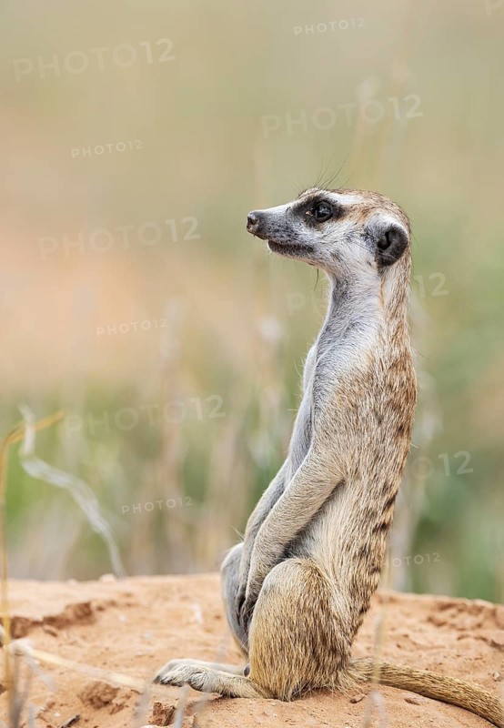 Suricate