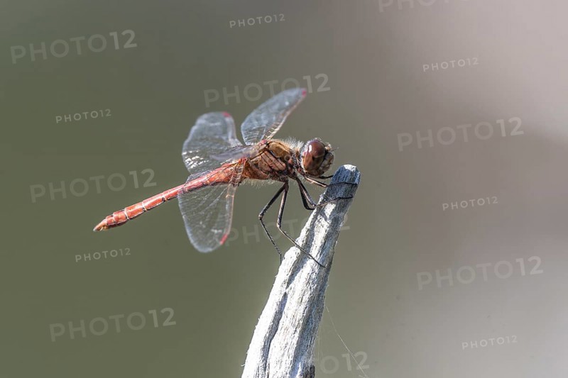 Vagrant darter