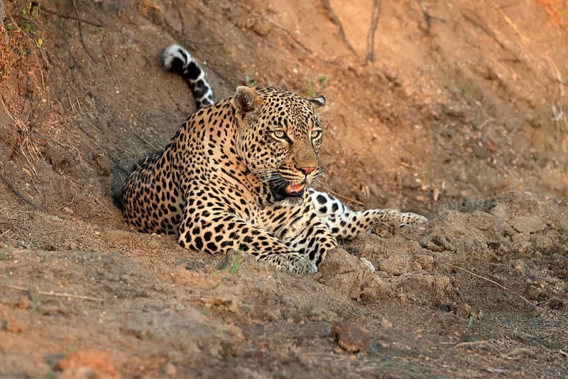 Leopard