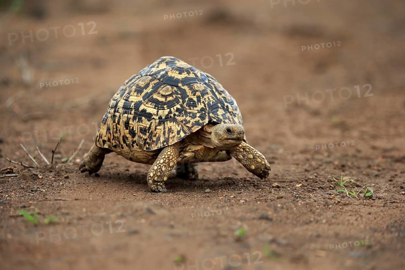 Leopard tortoise