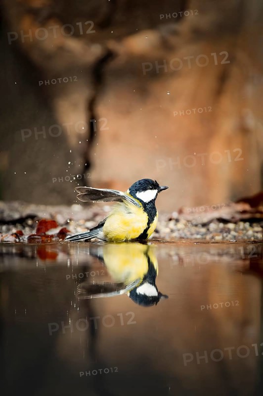 Great tit