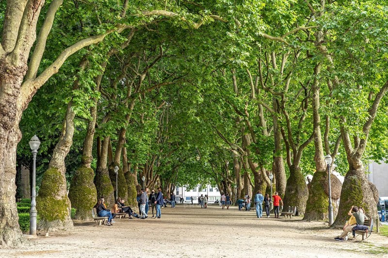 Avenue in Joao Chagas Park in Porto