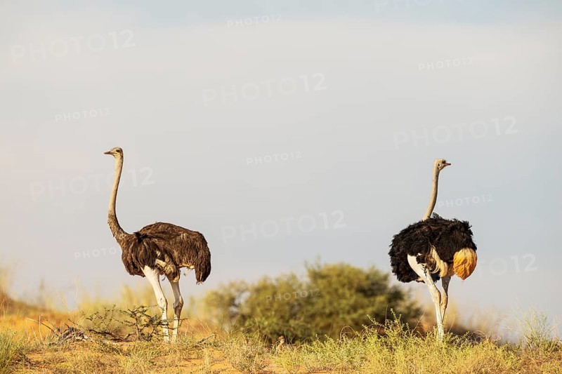 Ostrich