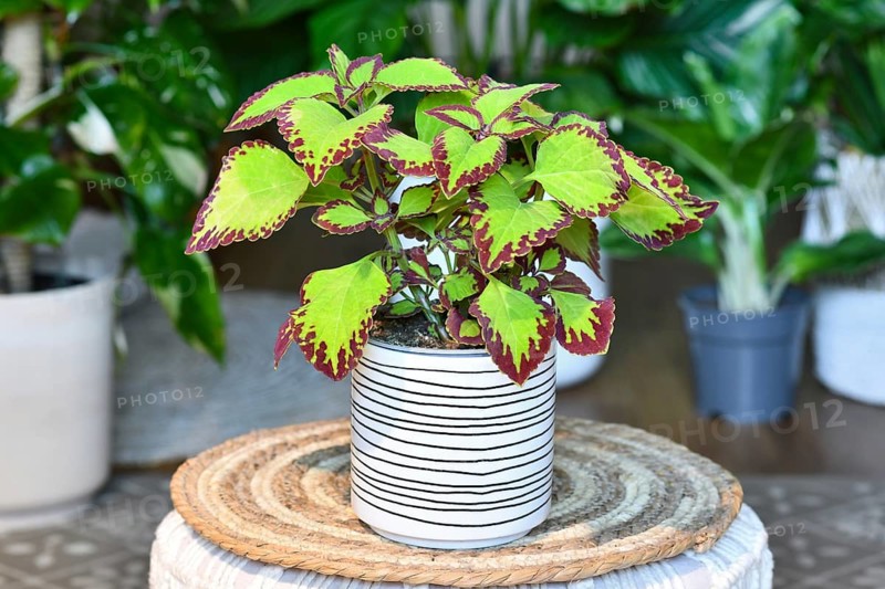 Potted painted nettle 'Coleus Blumei Velvet' plant in flower pot on table in living room
