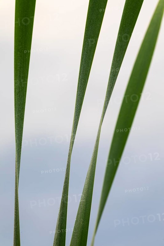 Cattail