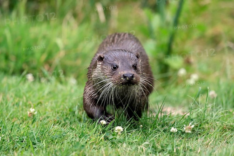 European otter