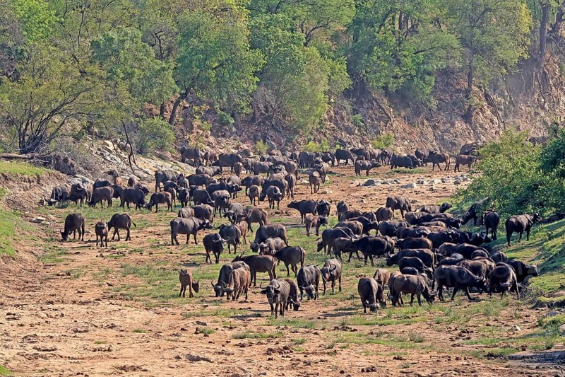 Cape buffalo