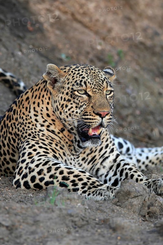 Leopard