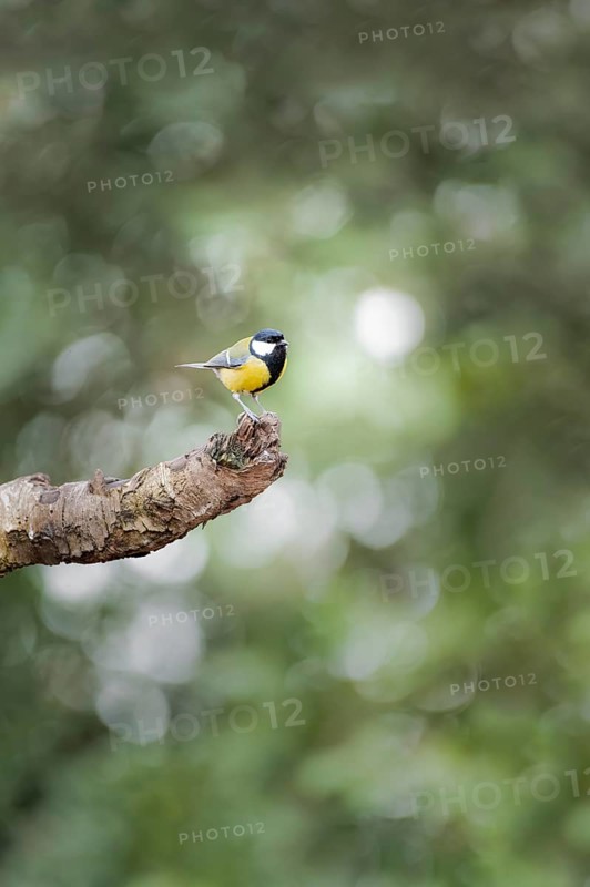Great tit